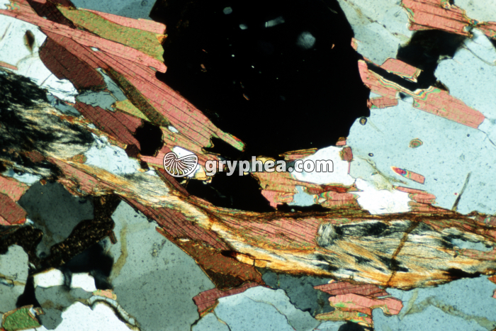 Micaschiste  MB117 LPA x25 - gryphea.com